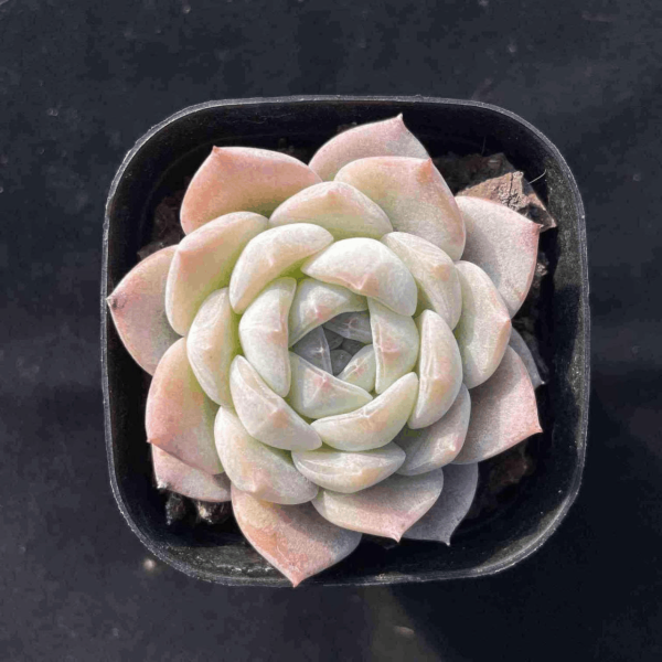 Echeveria Snow Tower