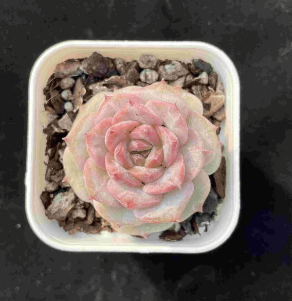 Echeveria MoonLight