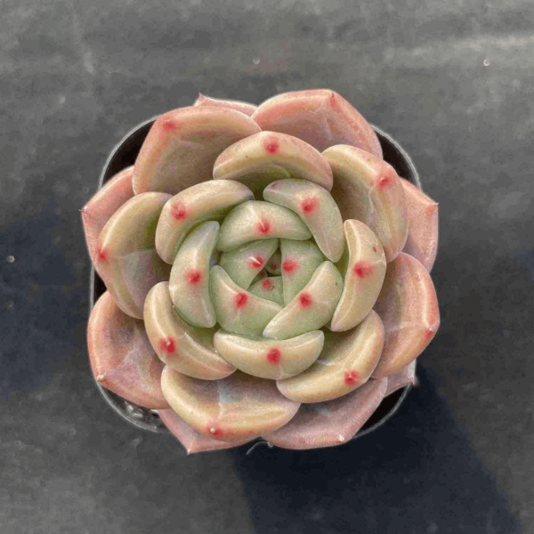 Echeveria Charlotte