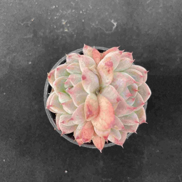 Echeveria Barbie - Image 2