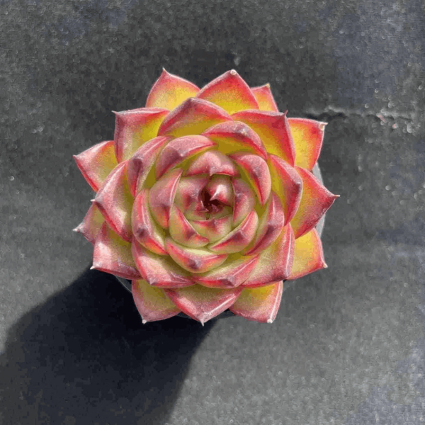 Echeveria Moon Stone