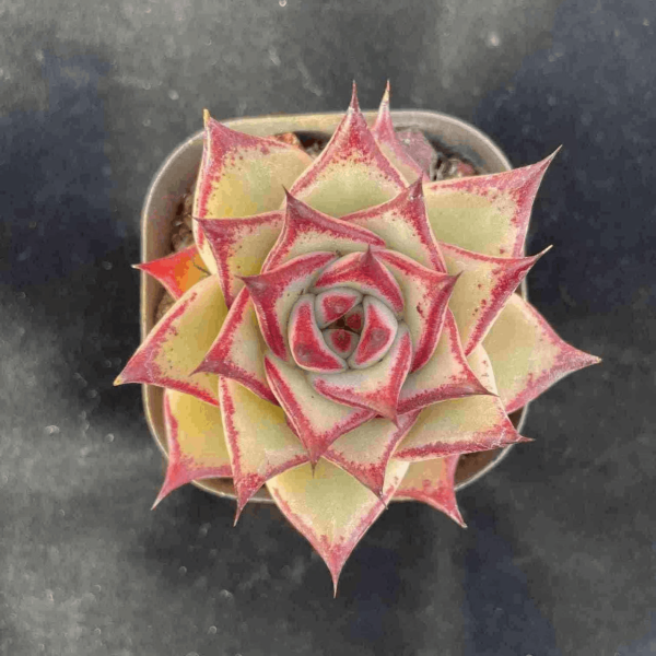 Echeveria Agavoides Ebony