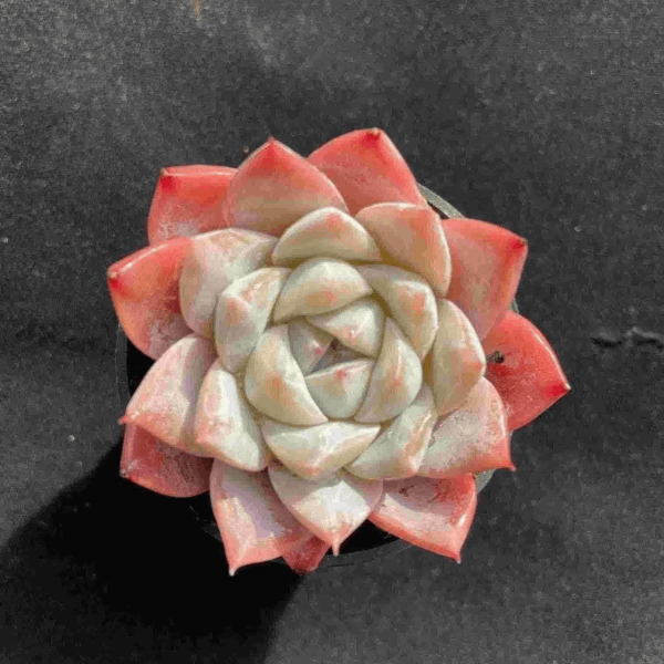 Echeveria Rosefinch