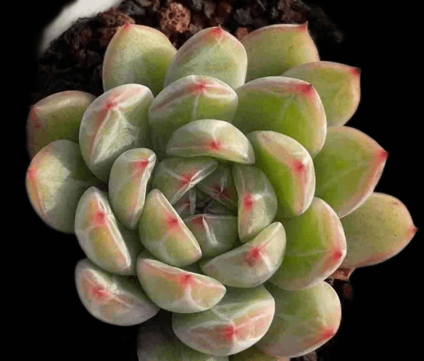 Echeveria Snow Jenny