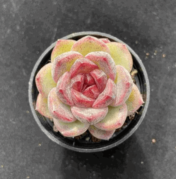 Echeveria Zixia