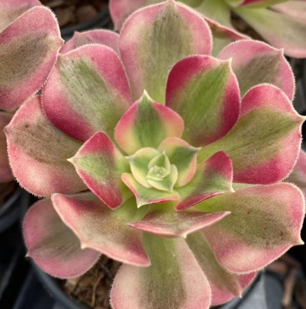 Aeonium Pink Witch