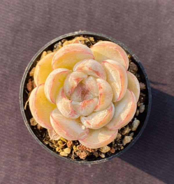 Echeveria Honey Tiger