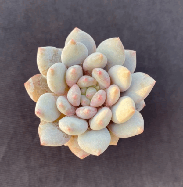 Echeveria Honey Peach