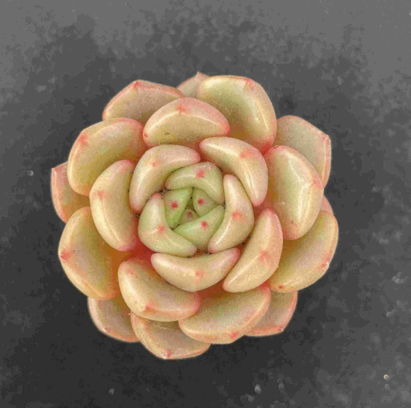 Echeveria Flower Bud