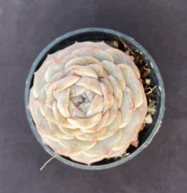 Echeveria Pure Love