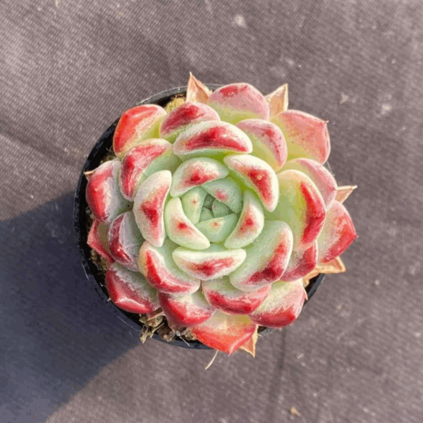 Echeveria Desert Rose