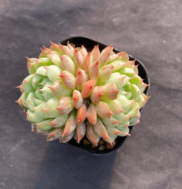 Echeveria Shadows - Image 2