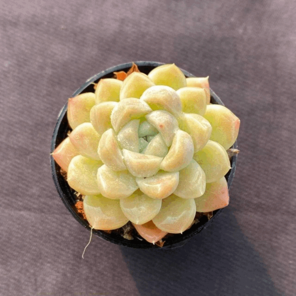 Echeveria Lime