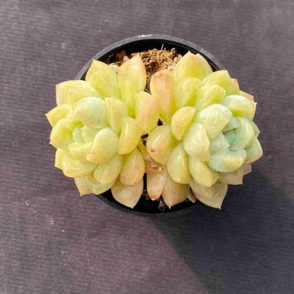 Echeveria Lime - Image 2