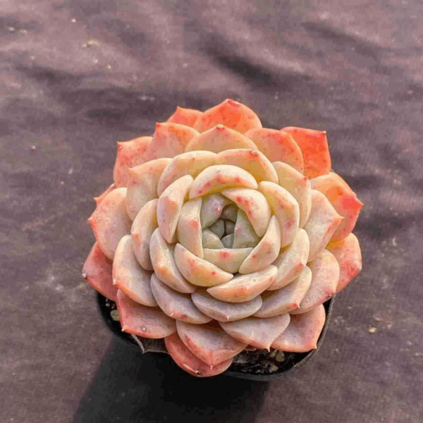 Echeveria Sea Dream