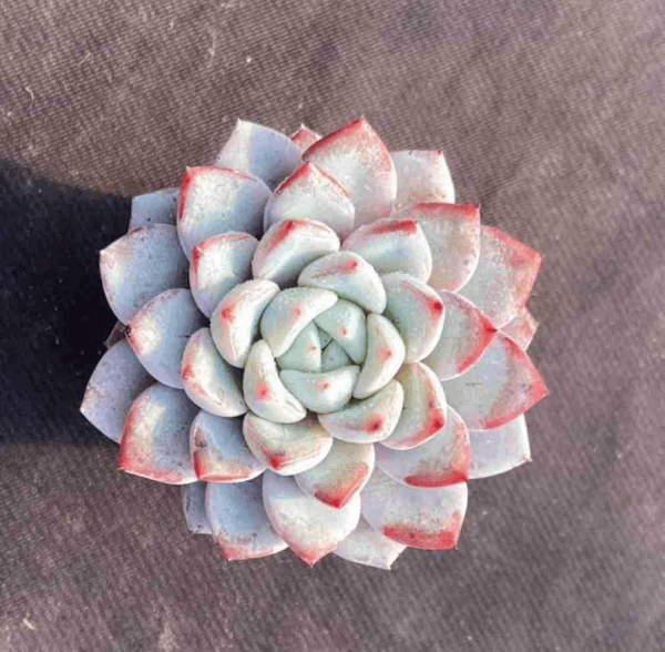 Echeveria Vetter