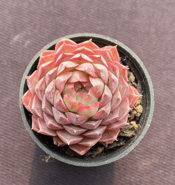 Echeveria  Butterfly Wings