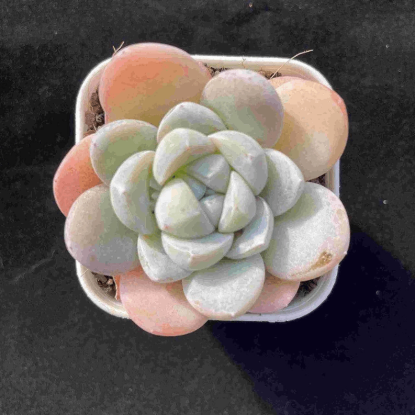 Echeveria Han Tan Xiang