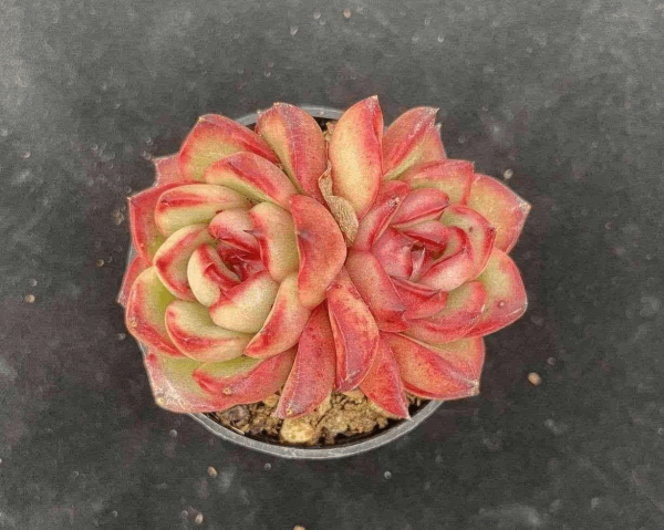 Echeveria Mont Blanc