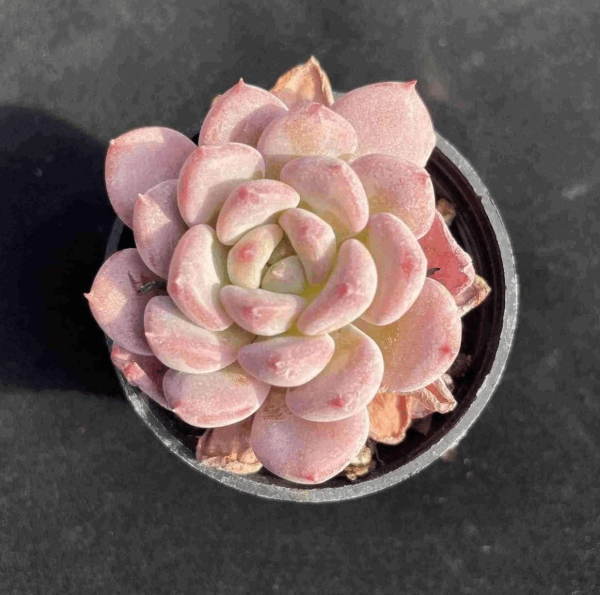 Echeveria Pink Crystal