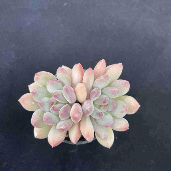 Echeveria Peach Cream