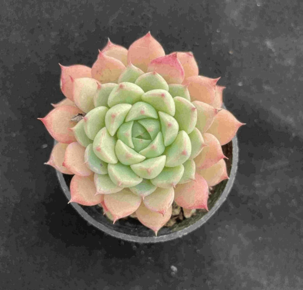 Echeveria Lingxiao