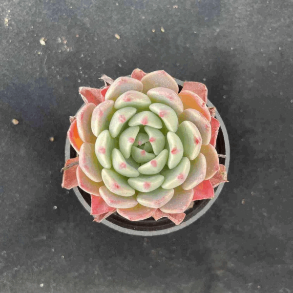 Echeveria Nana Hook