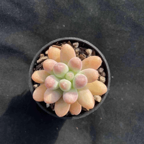 Echeveria Patrict Star