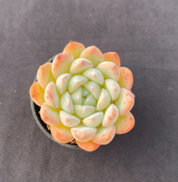 Echeveria Vegetarian ice