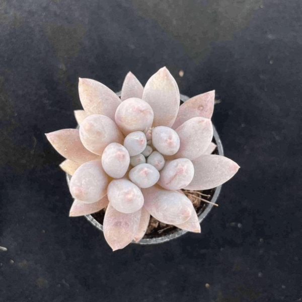 Echeveria Solomon