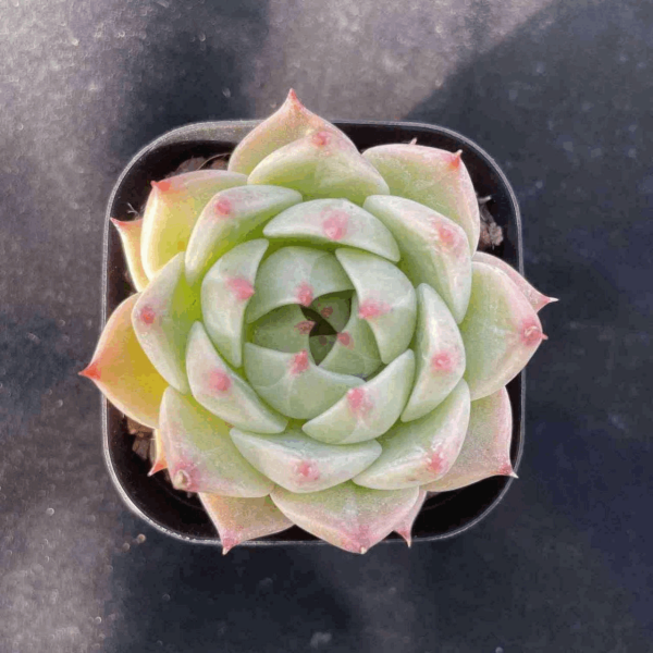 Echeveria Eroyi