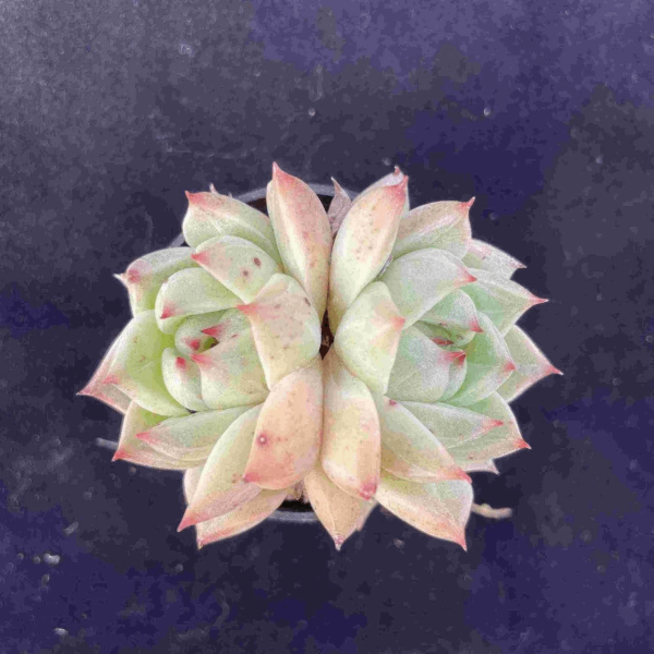 Echeveria Eroyi - Image 2