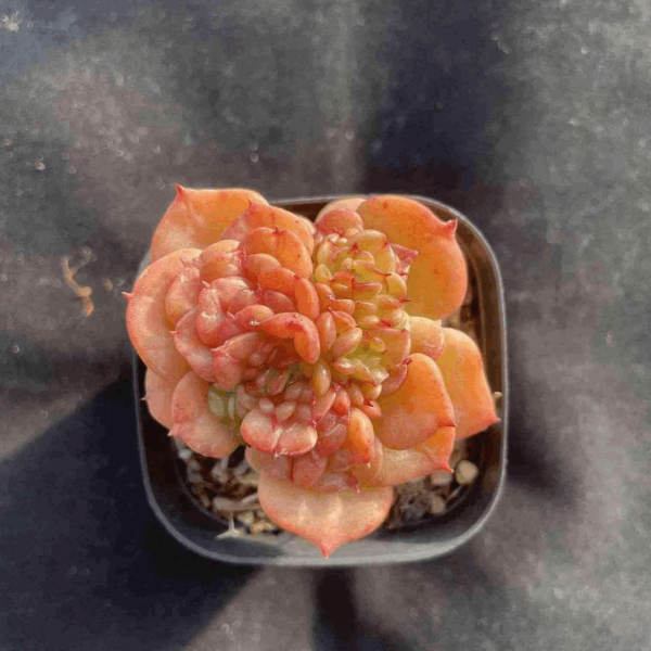 Echeveria Rolly