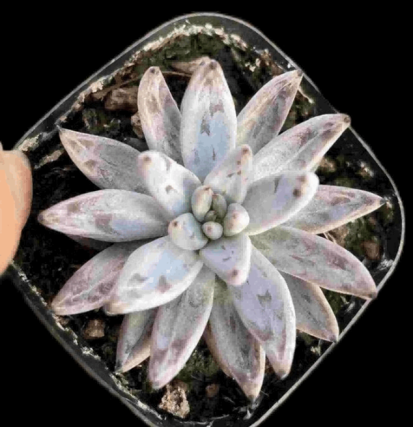 Echeveria Unguiculata