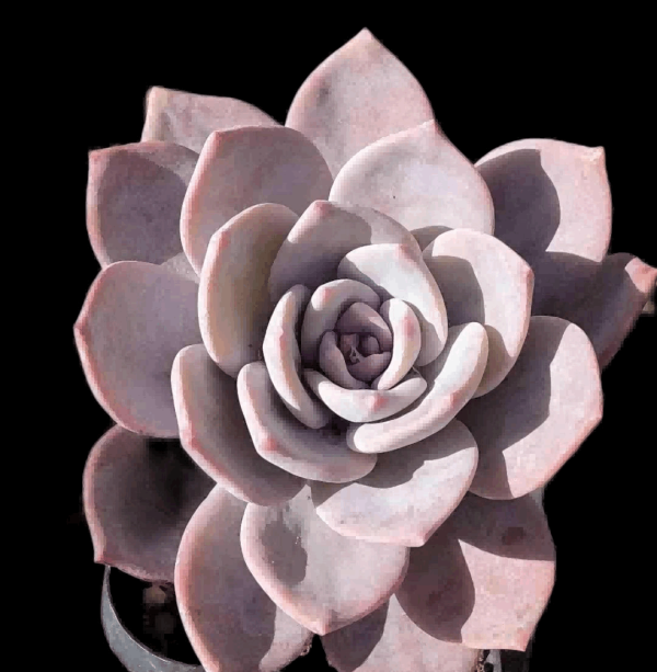 Echeveria Black Tea