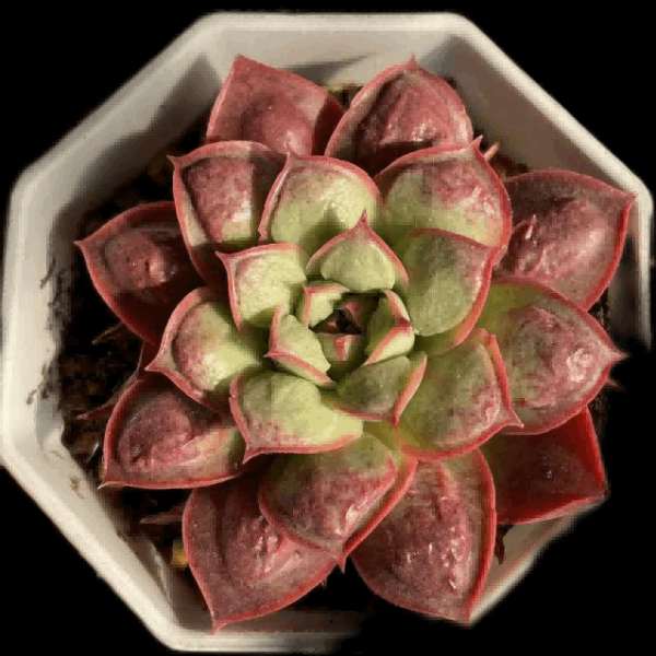 Echeveria Longissima（warts）